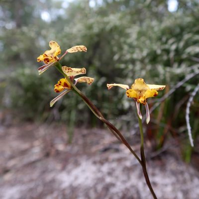 Diuris pardina, photographed by Cowirrie