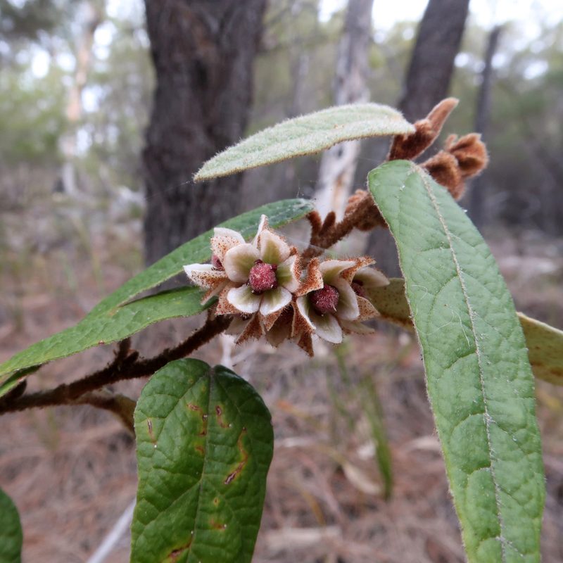 Lasiopetalum macrophyllum, photographed by Cowirrie