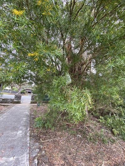Daviesia arborea, photographed by Greg Tasney