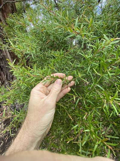 Leptospermum petersonii, photographed by Greg Tasney