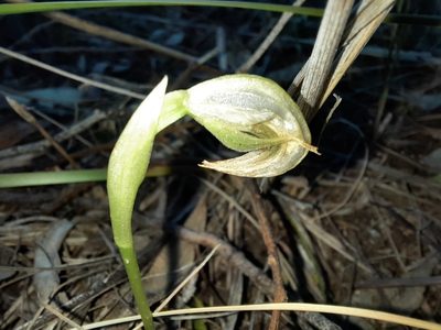 Pterostylis nutans, photographed by spacegecko