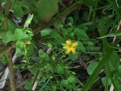 Hypericum mutilum, photographed by Matthew Sirotkin