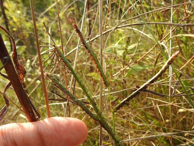 Paspalum pubiflorum, photographed by Yann Kemper