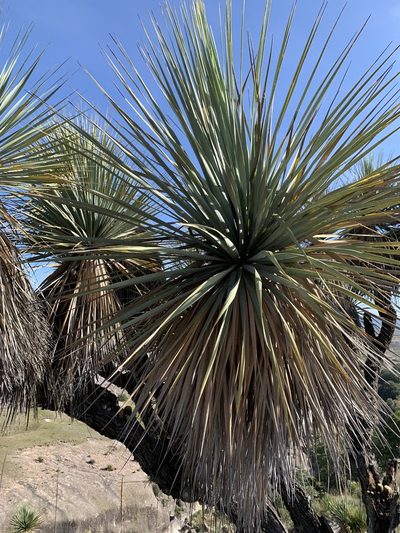 Nolina excelsa, photographed by Carlos Martorell