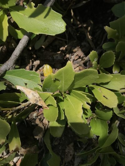 Melicytus novae-zelandiae, photographed by Leon Billows