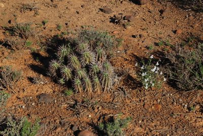 Euphorbia ferox, photographed by Tony Rebelo