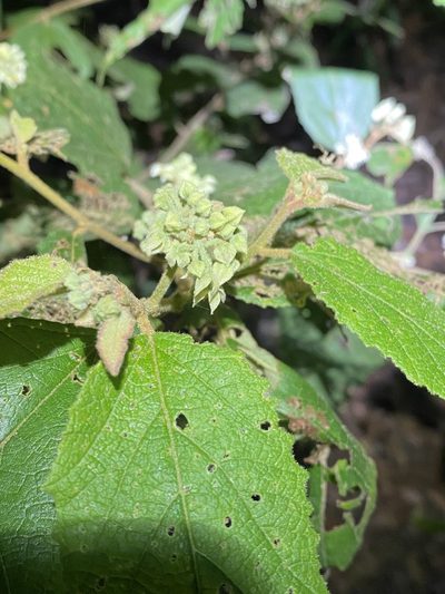Seringia arborescens, photographed by Greg Tasney