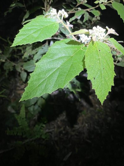 Seringia arborescens, photographed by Greg Tasney