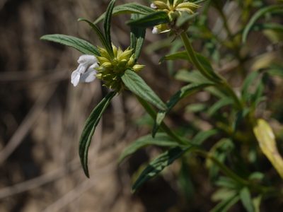Leucas lavandulifolia, photographed by Dinesh Valke