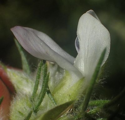 Psoralea floccosa, photographed by Nicola van Berkel