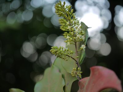 Combretum latifolium, photographed by Dinesh Valke