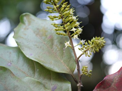 Combretum latifolium, photographed by Dinesh Valke