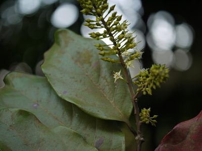 Combretum latifolium, photographed by Dinesh Valke