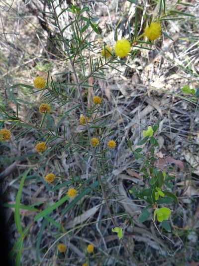 Acacia brownii, photographed by Gary Williams