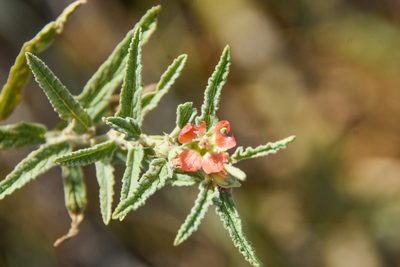 Sphaeralcea angustifolia, photographed by Jay Pruett