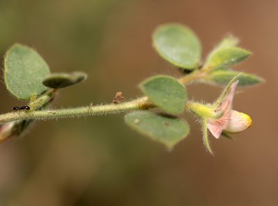 Acmispon americanus, photographed by Jamie Griffiths