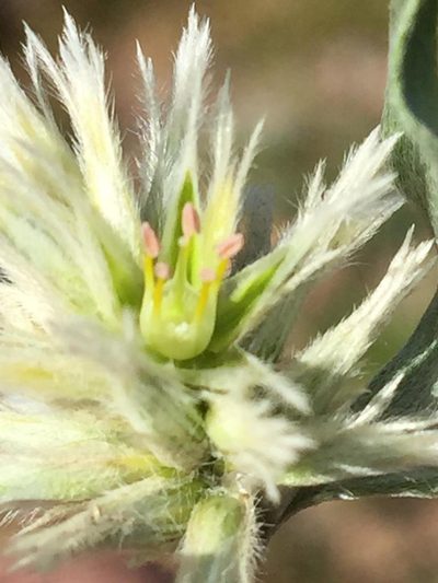 Leucosphaera bainesii, photographed by Dave U