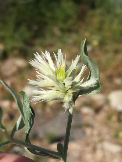 Leucosphaera bainesii, photographed by Dave U