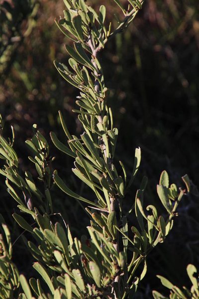 Gymnosporia elliptica, photographed by Tony Rebelo