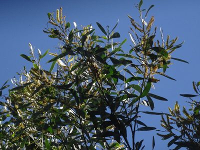 Acacia binervia, photographed by Gary Williams