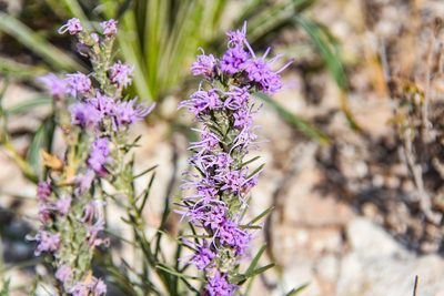 Liatris punctata, photographed by Jay Pruett