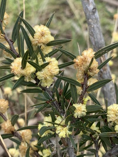 Acacia siculiformis, photographed by Lukas Clews