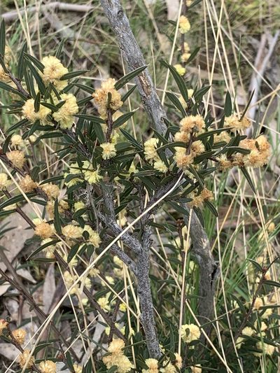 Acacia siculiformis, photographed by Lukas Clews