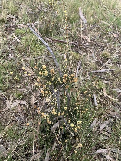Acacia siculiformis, photographed by Lukas Clews
