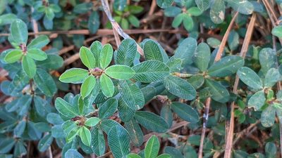 Kummerowia striata, photographed by Joseph Aubert