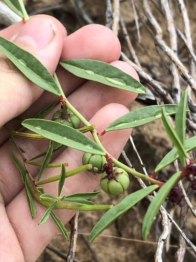 Phyllanthus warnockii, photographed by Jared Shorma