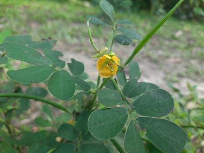 Senna obtusifolia, photographed by মহা বিদ্রোহী BUT রণ ক্লান্ত
