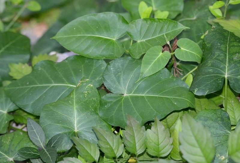 Cynanchum rostellatum, photographed by Zinogre