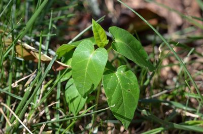 Cynanchum chinense, photographed by Zinogre