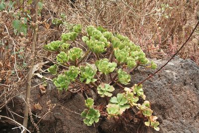 Aeonium glutinosum, photographed by Edmundas Greimas
