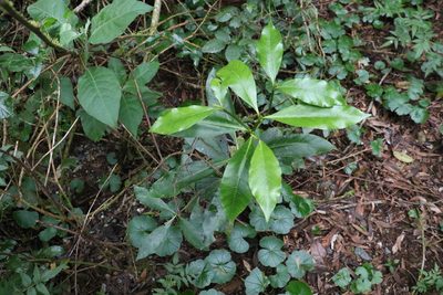 Atractocarpus benthamianus, photographed by Greg Tasney