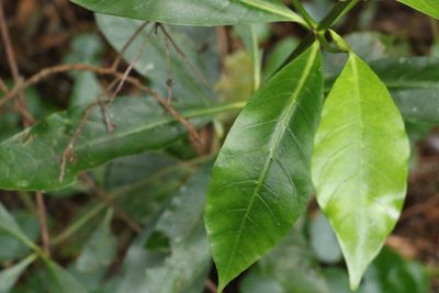 Atractocarpus benthamianus, photographed by Greg Tasney