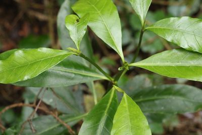 Atractocarpus benthamianus, photographed by Greg Tasney