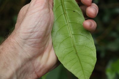 Atractocarpus benthamianus, photographed by Greg Tasney