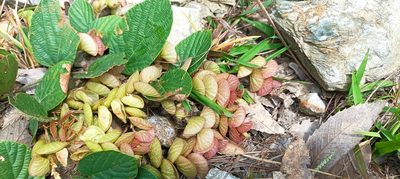 Flemingia strobilifera, photographed by Ramnarayan K