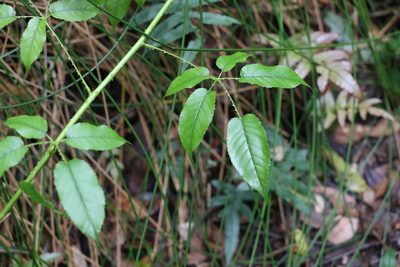 Rubus nebulosus, photographed by Greg Tasney