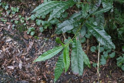 Elaeocarpus grandis, photographed by Greg Tasney
