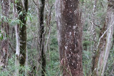 Eucalyptus campanulata, photographed by Greg Tasney