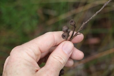 Eucalyptus oreades, photographed by Greg Tasney