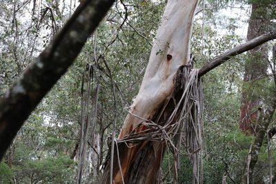Eucalyptus oreades, photographed by Greg Tasney