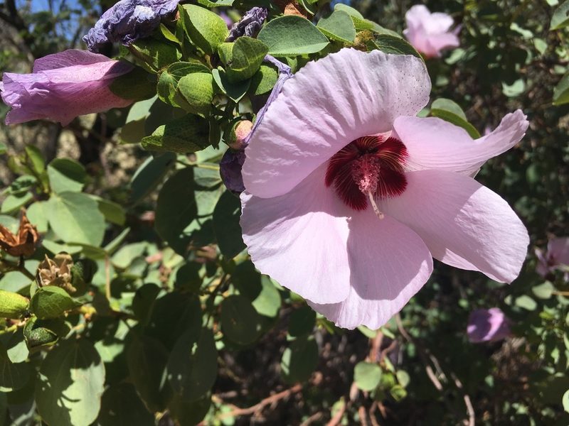 Gossypium sturtianum, photographed by Rob Foster