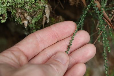 Ozothamnus rufescens, photographed by Greg Tasney