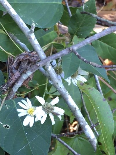 Eurybia mirabilis, photographed by Becky Dill