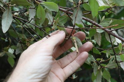 Correa lawrenceana, photographed by Greg Tasney
