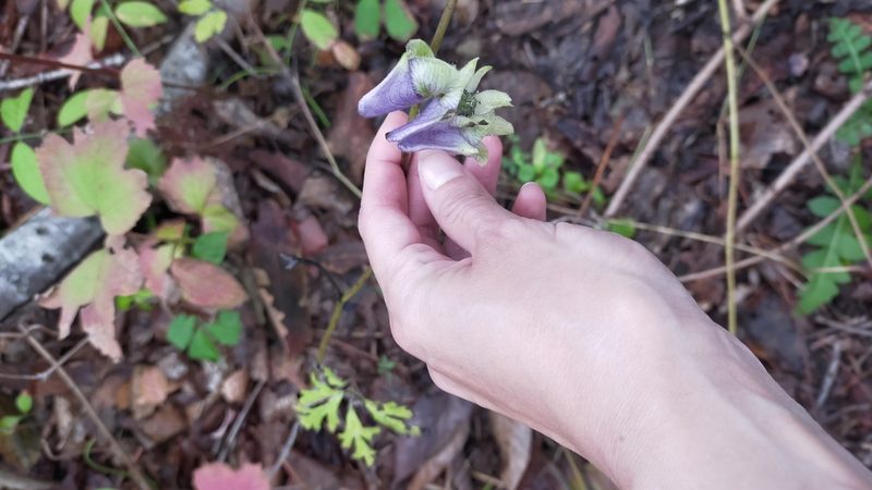 Aconitum stoloniferum, photographed by Viola Alekseeva