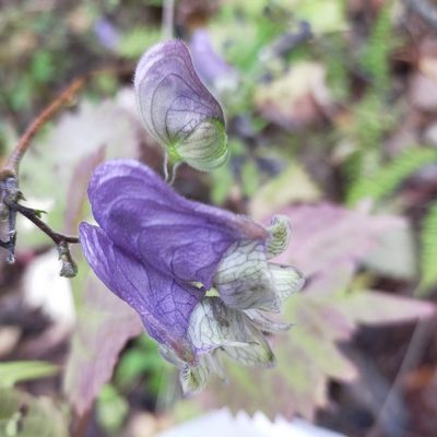 Aconitum stoloniferum, photographed by Viola Alekseeva